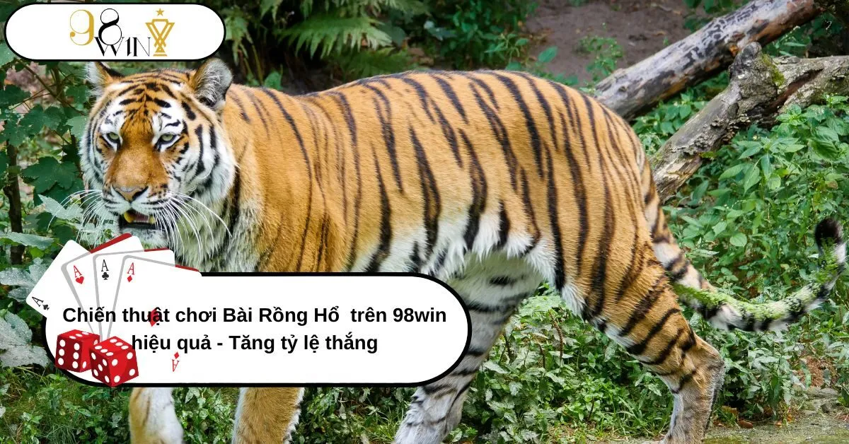 Chiến thuật chơi Bài Rồng Hổ trên 98win hiệu quả – Tăng tỷ lệ thắng